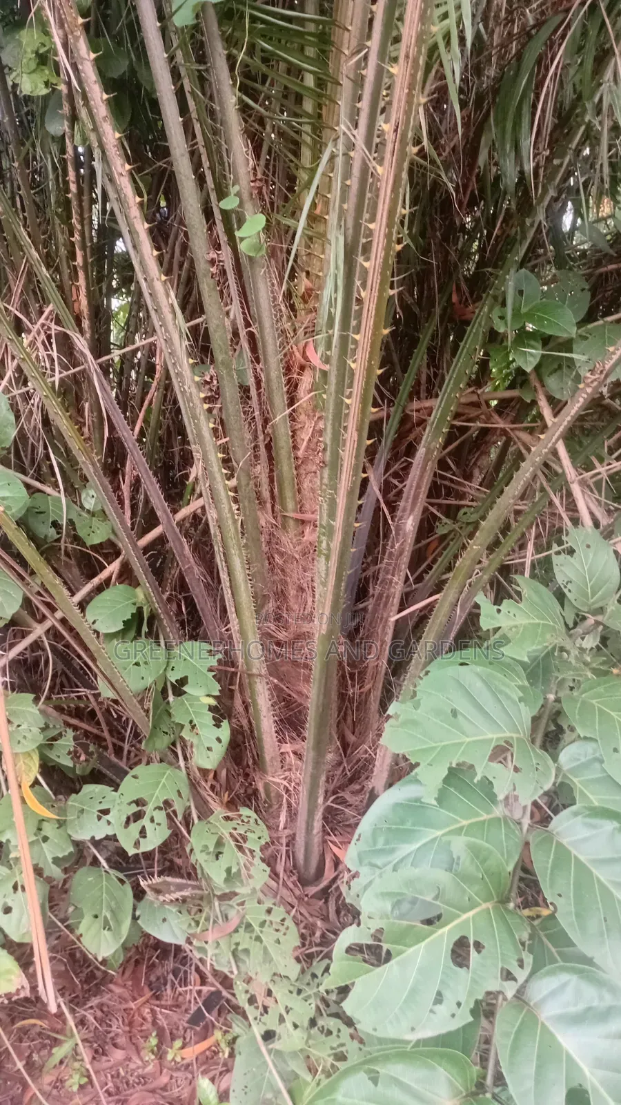 Oil Palm Tree