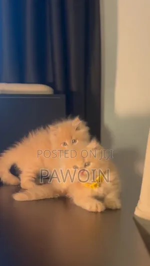 1-3 months Male Purebred Persian
