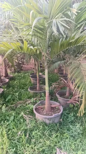 Queens Palm