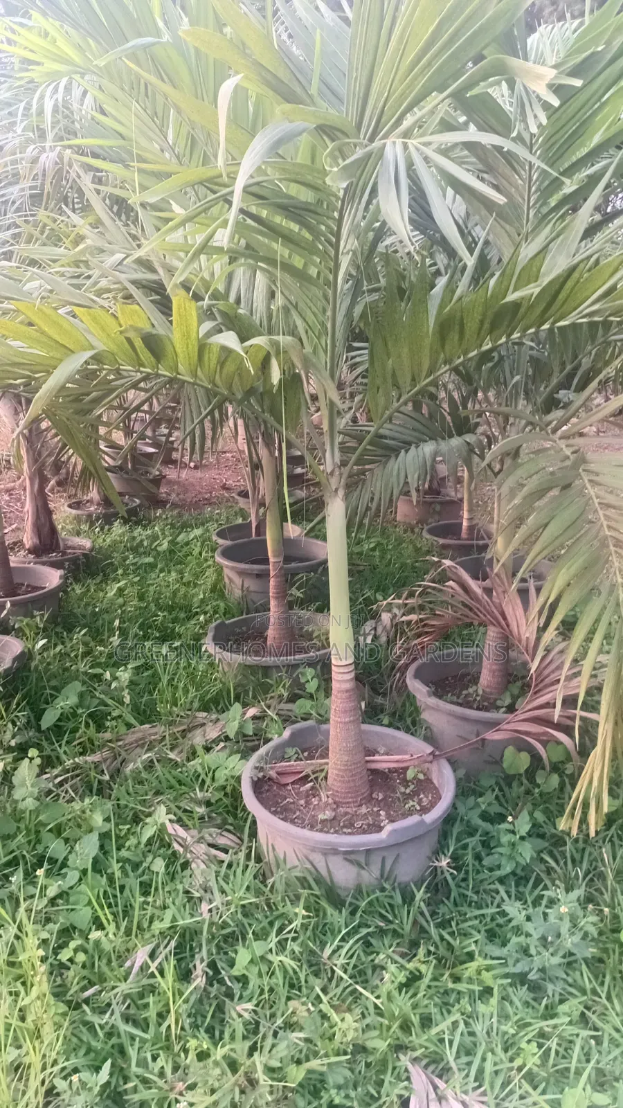 Queens Palm