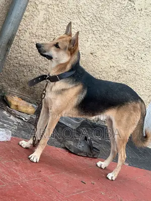 1+ year Male Mixed Breed German Shepherd