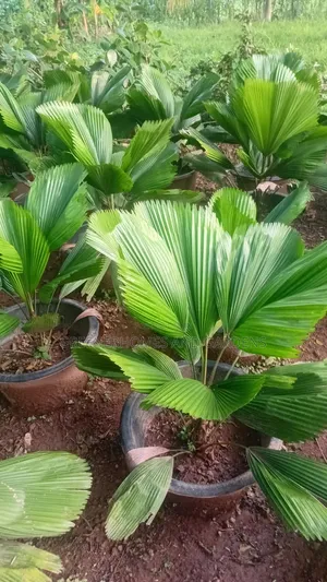 Luquana Palm