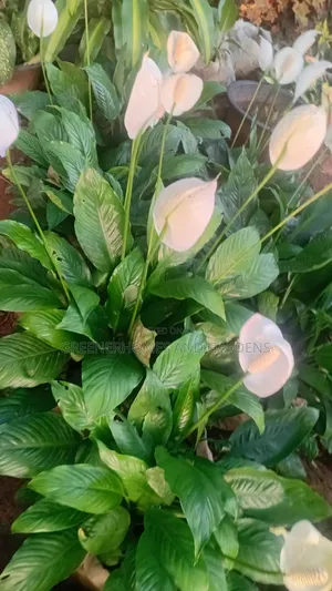 Peace Lily