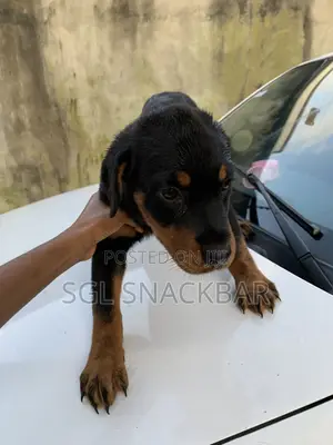 1-3 months Female Purebred Rottweiler