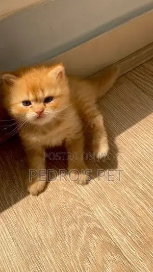 1-3 months Male Purebred Persian