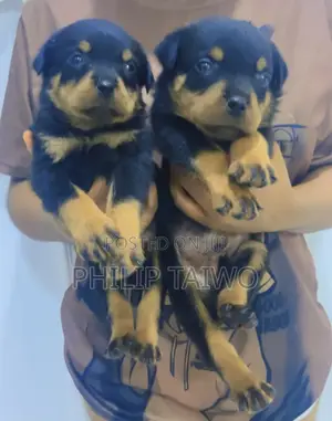 1-3 months Female Purebred Rottweiler