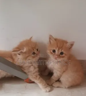 1-3 months Female Purebred Persian