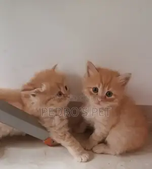 1-3 months Female Purebred Persian
