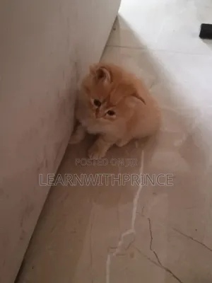 1-3 months Female Purebred Persian