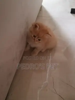 1-3 months Female Purebred Persian