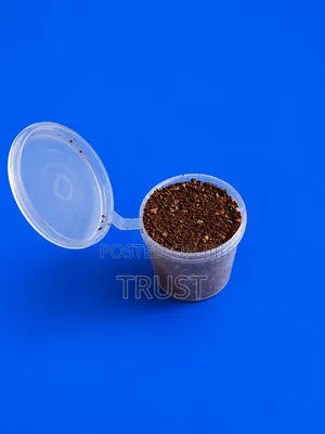 Tobacco Seed
