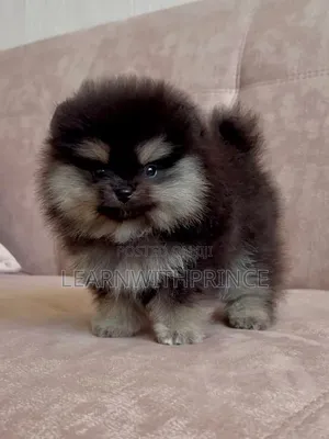 1-3 months Male Purebred Pomeranian