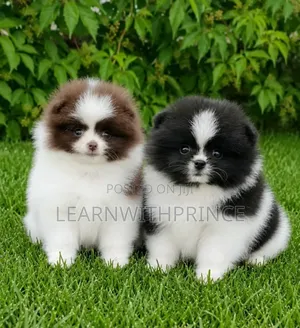 1-3 months Male Purebred Pomeranian