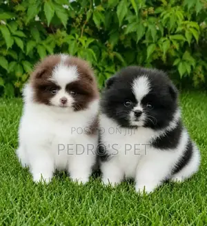 1-3 months Male Purebred Pomeranian