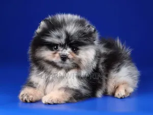 1-3 months Male Purebred Pomeranian