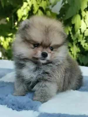 1-3 months Male Purebred Pomeranian