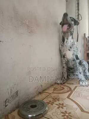 6-12 months Female Purebred Great Dane