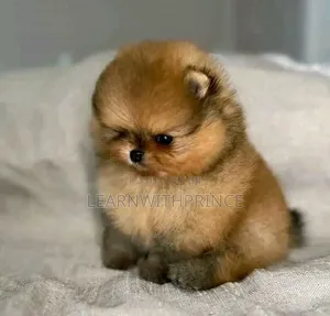 1-3 months Male Purebred Pomeranian