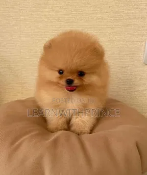1-3 months Male Purebred Pomeranian