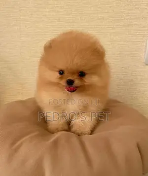 1-3 months Male Purebred Pomeranian