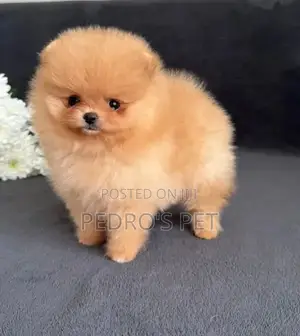 1-3 months Female Purebred Pomeranian