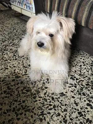 1+ year Male Purebred Lhasa Apso