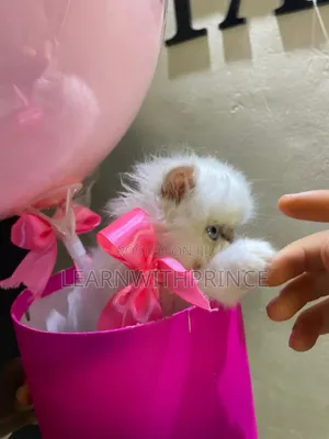 1-3 months Female Purebred Persian
