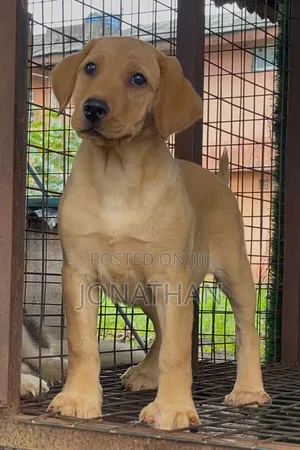 1-3 months Female Purebred Labrador Retriever