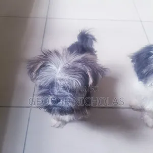 1-3 months Female Purebred Lhasa Apso
