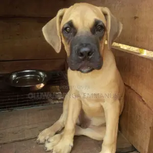 3-6 months Female Purebred Boerboel
