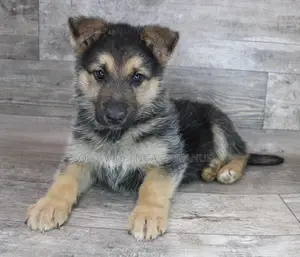 1-3 months Female Purebred German Shepherd