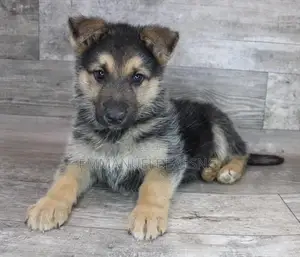 1-3 months Female Purebred German Shepherd