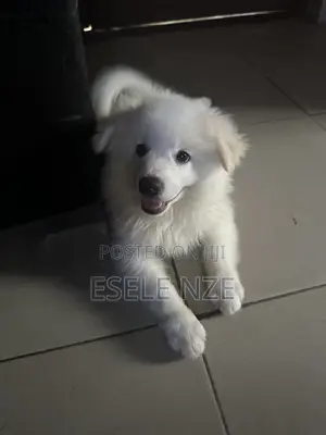1-3 months Male Purebred American Eskimo