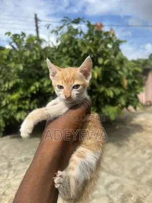 1-3 months Female Purebred Tabby