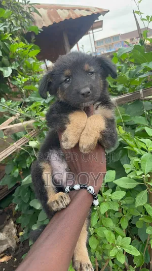 1-3 months Male Purebred German Shepherd