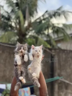 1-3 months Male Purebred Persian