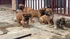 1-3 months Female Purebred Boerboel