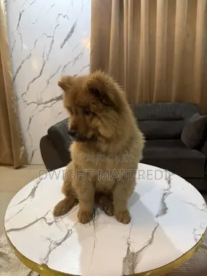 1-3 months Female Purebred Chow Chow