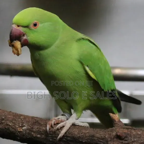 Ring Neck Bird