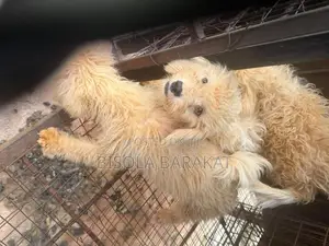 1-3 months Female Purebred Lhasa Apso