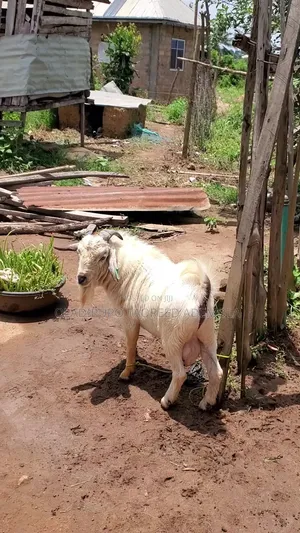 Savanah+wad 50% 12months Old Going for Sell at Allah'smercyfarm