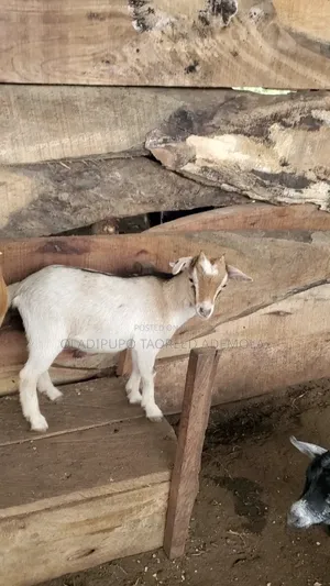 3 Wad Does Available for Sell at Allah'smercyfarm, Age Between 5-6months