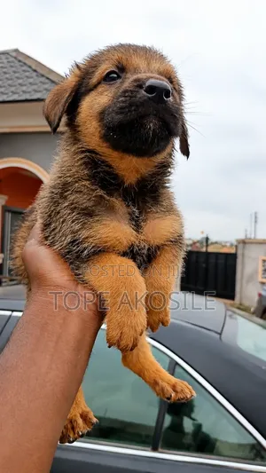 1-3 months Male Purebred German Shepherd