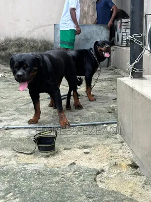 1-3 months Female Purebred Rottweiler