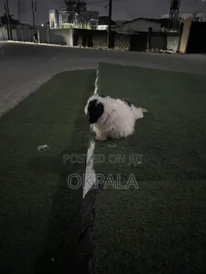 1+ year Male Purebred Lhasa Apso