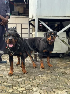 1-3 months Female Purebred Rottweiler