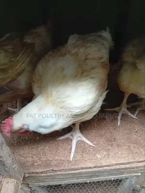 Fresh Chicken for Sale