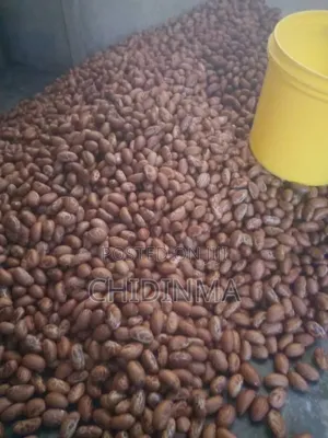 Bitter Kola