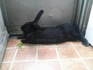 Black New Zealand Rabbit for Sale Dm Privately Male Ready to Breed