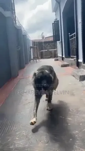 1+ year Female Purebred Caucasian Shepherd